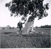 Runsten vid Gärdet, Skånum. Runstenen efter restaureringen, Drakslinga löper runt stenen ett kors ristat emellan denna texten omtalar att Gudmund reste denna sten efter Eskil ?sin bror. Han trodde på Gud.