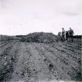 Röse vid Tomten i Grolanda.