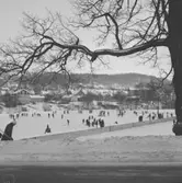 Skridskoåkning på Zinkensdamm i Huskvarna.