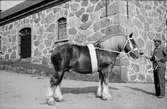 Man och häst, Uppland 1936