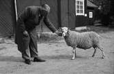 Svenska fåravelsföreningens 114:de baggauktion vid Ultuna, Uppsala 1945