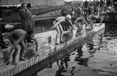 Simtävling med finska gäster, Fyrisån, Uppsala 1945