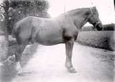 Hästens troliga ägare: Torsten Claesson, mejerist, Döve, Börstig. Foto troligen Einar Dahlén på 1910-20 talet.