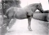 Hästens troliga ägare: Torsten Claesson, mejerist, Döve, Börstig. Foto troligen Einar Dahlén på 1910-20 talet.