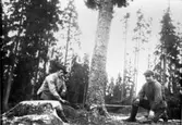 Trädfällning i Slättängs skog. Gustav Vårdén och Edvin Apel.