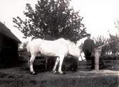 Hugo Båge i Karlsgården vattnar sin häst Rosina. Han körde mjölk på Arvid Ömans vagn till Aspenäs.