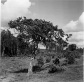 Enstaka enträd. C:a 5 meter hög. Stammen 1,1 meter hög före 1:a grenen. Omkrets 0,88 meter. Vresig. Läge: 70 m. ö. omstenmursgrenen mot Gust. Anderssons hage. 125 meter V. om Hermanssons ställe. 30 meter N. om vägen. Gust. Anderssons gård. Till de 2 fotograferade enarna finns en 3:e mitt för den östligaste och mellan denna och vägen! 20 meter n. vägen.