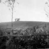 Stipaväxtplats Stipa Pennata Fjädergräs.