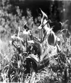 Skogatorps orkidékärr.