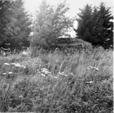 Glaskulla gånggrifter. Den södra gånggriften från sydost. Meterhög gräsflora i fonden.