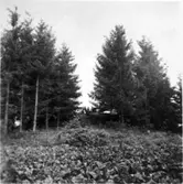 Glaskulla gånggrifter. Den norra gånggriften från sydost.