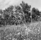 Stipa pennata (Fjädergräs).