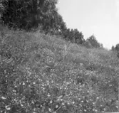 Stipa pennata (Fjädergräs).