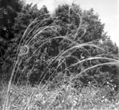 Stipa pennata (Fjädergräs).