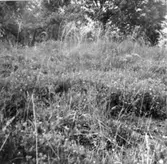 Stipa pennata (Fjädergräs).