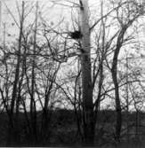 Fågelbo i en asp vid gamla landsvägen, byggt 1958. Platsen kallas 