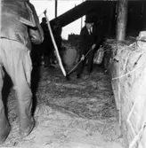 Präglatröskning hos lantbrukare Frits Karlsson. Tröskare: Emil Hermanssonoch Ture Scherman.