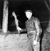 Präglatröskning hos lantbrukare Frits Karlsson. (Tröskare Emil Hermansson eller Ture Scherman). Nekarna ej upplösta. Banden på nekarna samlas ihop och knyts till ett större band, som skall användas till kärven.