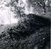 Löväng på Kyrkokvarns marker, kalkstensberg i dagen.