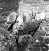 Tjuvahålan vid Tjuvadalen, Stommen Hällestad. Sprickbildning i berg där stenar bildar en grotta eller håla.