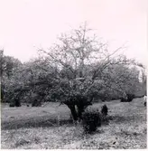 Östergårdens äng våren 1961.