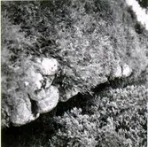 Gropavallar utmed vägen mellan Gökhem och Ullene marknadsplats.