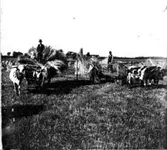 Rågbärgning. (Yllestad?)