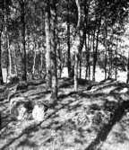 Fyrkantsröse på ängsmark på en hög ås, ca 300 m oso om gården. Bilden tagen från en skålgropssten strax sv därom. Nr 32 i H Svenssons inventering, 1951.