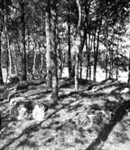 Fyrkantsröse på ängsmark på en hög ås, ca 300 m oso om gården. Bilden tagen från en skålgropssten strax sv därom. Nr 32 i H Svenssons inventering, 1951.