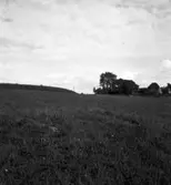 Rösebotten: Inlagd åkersten för av staden tagas till krossen och det som ej passar därtill får läggas i stenmuren.