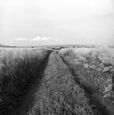 Traktorväg i åkermark.