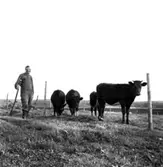 Vitalis Johansson, Stommen.