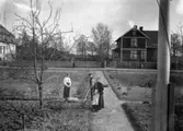Lindbergs villa, tre personer arbetar i trädgården.