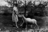 Fårutfordring, en flicka och tre får.
Linnéa Olsson lockar fåren med sig med bröd.