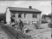 Potatisodling i egnahemmets trädgård, sannolikt Yttre Svartbäcken, Uppsala maj 1943