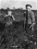 Två barn plockar morötter, Olle o Kerstin Rydje, foto: Stjärnfoto Bert Olsson.