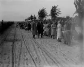 Skolbarn planterar träd på strandpromenaden.