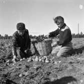 Två pojkar plockar potatis på ett fält den 25 september.