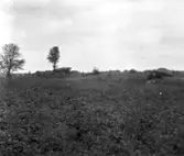 Gånggrift ur Sahlströms förteckning nr 7-8.