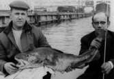 Jarl Wästerfors och Werner Jörgensen med en torsk vid Nyhamnen 24/4-30/4-1966.