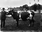 Lantbruksmötet 1910. Ko. M. Molin, Entunga, Vara.