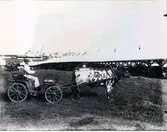 Lantbruksmötet 1910. Tjur (Erik). August Johansson, Hyringa, Ulfstorp.