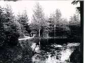 Lilla dammen  vid springkällan 1894.