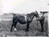 Lantbruksmötet 1910. Häst (Olga). L.J. Andersson, Järpås.