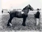 Lantbruksmötet 1910. V. Kylenstiärna. Kålltorp.