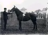 Lantbruksmötet 1910. Häst från Kvista gård. K. Åkerberg, Igelstorp.