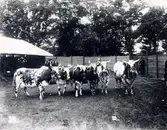 Lantbruksmötet 1910. Claertorps egendom, Skultorp. Klagstorp.