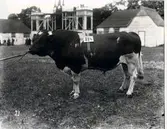 Lantbruksmötet 1910. Tjur. Hålltorp AB, Vinninga.