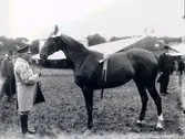 Lantbruksmötet 1910. Häst (Carmen). Claertorps Lantbr. AB. Skultorp.