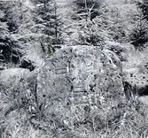 Skadad Mössebergshall.